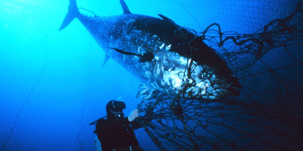 fishermen catching tuna in the ocean